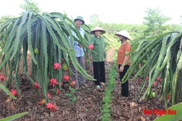 Nỗ lực giúp hội viên phụ nữ huyện Như Xuân phát triển kinh tế