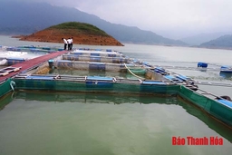 Hướng đi mới cho nghề nuôi cá lồng ở huyện Thường Xuân