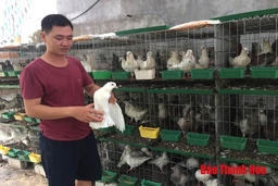 Mô hình nuôi chim bồ câu Pháp thu lãi gần 50 triệu đồng/tháng ở Vĩnh Lộc