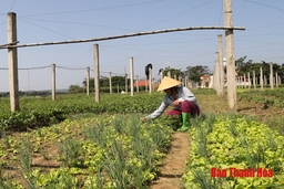 Huyện Thạch Thành phát triển nông nghiệp gắn với xây dựng nông thôn mới