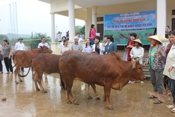 Hội LHPN TP Seongnam (Hàn Quốc) trao bò cái sinh sản cho hội viên nghèo xã Yên Lâm (Yên Định)