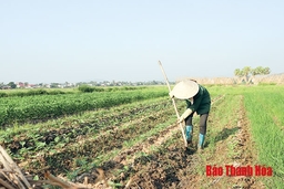 Huyện Nông Cống đẩy mạnh tái cơ cấu nông nghiệp gắn với xây dựng nông thôn mới