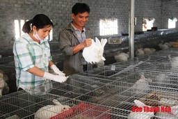 Xã Quảng Hòa phát triển mô hình nuôi thỏ mang lại hiệu quả kinh tế cao