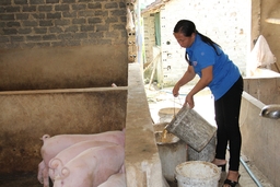 Kiểm soát chặt tái đàn để phòng, chống bệnh dịch tả lợn châu Phi