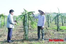Hiệu quả chuyển đổi cơ cấu cây trồng ở huyện Như Xuân