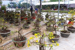 TP Thanh Hóa tổ chức Chương trình nghệ thuật và bắn pháo hoa tại Quảng trường Lam Sơn