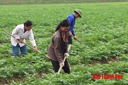 Xây dựng vùng sản xuất nông nghiệp tập trung ở huyện Hoằng Hóa