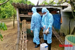 Tập trung hoàn thành công tác tiêm vắc xin phòng chống cúm gia cầm đợt I năm 2020