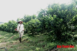 Phát triển cây ăn quả ở xã Yên Lạc