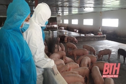Thêm 8 trang trại nuôi lợn quy mô lớn đi vào hoạt động