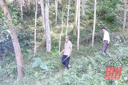 Hiệu quả công tác trồng, chăm sóc, bảo vệ rừng ở huyện Lang Chánh