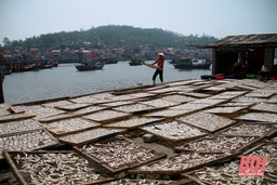 Làng nghề chế biến cá khô nhộn nhịp trở lại