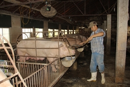 Bảo đảm nguồn giống phục vụ tái đàn lợn