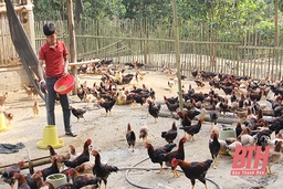 Hiệu quả mô hình liên kết chăn nuôi gà an toàn sinh học tại xã Tân Thành