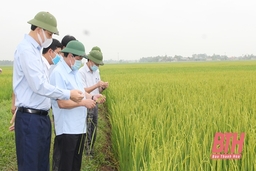Thứ trưởng Bộ Nông nghiệp và Phát triển nông thôn kiểm tra công tác phát triển sản xuất tại Thanh Hoá