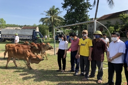 Trao bò cho 36 hộ nghèo và cận nghèo xã Tân Thành, huyện Thường Xuân
