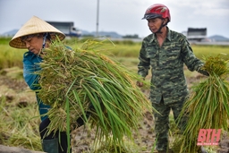 Nông dân Thanh Hóa gấp rút thu hoạch lúa tránh ảnh hưởng của bão số 5