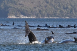 Hàng trăm cá voi mắc cạn tại đảo Tasmania của Australia