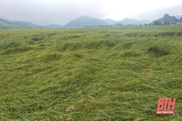 Thanh Hóa: Khoảng 120 ha cây trồng bị đổ, ngập do mưa, bão