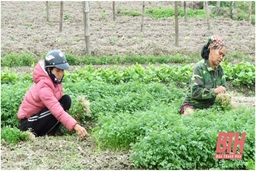 Gần 500 ha cây trồng ở Thọ Xuân được liên kết, bao tiêu sản phẩm