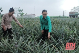 Chuyển đổi cơ cấu cây trồng ở xã Quảng Phú