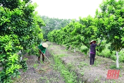 Để cây ăn quả phát triển bền vững: Đừng vì “lượng” mà quên “chất”