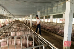 Công điện khẩn về việc tập trung thực hiện các biện pháp cấp bách ngăn chặn bệnh Dịch tả lợn châu Phi
