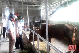Huyện Triệu Sơn phấn đấu đến ngày 25-7 công bố hết dịch viêm da nổi cục trên trâu, bò