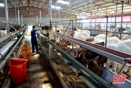 Xã Tuy Lộc phát triển kinh tế trang trại gắn với xây dựng nông thôn mới nâng cao