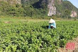 Huyện Cẩm Thủy thực hiện nhiều giải pháp thúc đẩy phát triển nông nghiệp