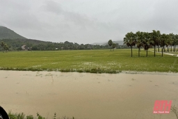 Nhiều diện tích lúa thu mùa ở Nông Cống bị ngập úng do mưa lớn