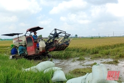 Ứng phó với mưa lớn, Quảng Xương khẩn trương thu hoạch lúa, hoa màu