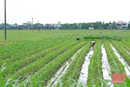 Công nhận kết quả thực hiện nhiệm vụ xây dựng bản đồ nông hóa phục vụ sản xuất nông nghiệp tỉnh Thanh Hóa (giai đoạn 1)