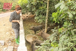 Nhân rộng mô hình chăn nuôi hiệu quả ở huyện Cẩm Thủy