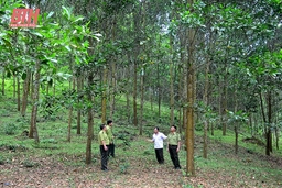 Phát triển ổn định vùng nguyên liệu rừng trồng gỗ lớn