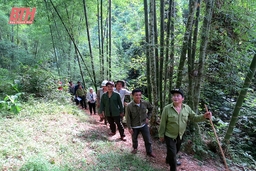 Bảo vệ rừng tận gốc tại Quan Hóa