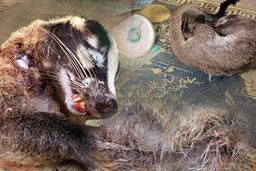 Xử lý nghiêm hành vi săn bắt, buôn bán động vật hoang dã dịp Tết Nguyên đán