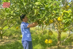 Phát triển diện tích cây ăn quả theo tiêu chuẩn VietGAP
