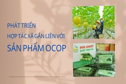 Phát triển hợp tác xã gắn liền với sản phẩm OCOP