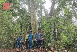 Khi bộ đội giữ rừng