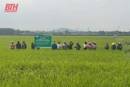 Hội thảo đầu bờ giống lúa J02 tại xã Vĩnh Tiến (Vĩnh Lộc)
