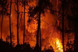 Nhật Bản sơ tán người dân do lo ngại cháy rừng có thể lan sang khu dân cư