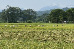 Bá Thước: Nhân dân xuống đồng thu hoạch lúa chiêm xuân