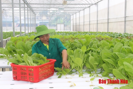 Huyện Quảng Xương: Nhiều chính sách hỗ trợ phát triển sản xuất