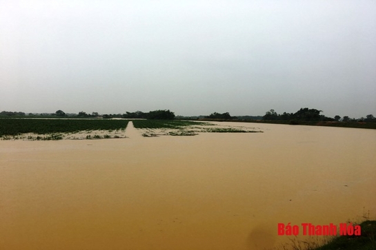 Hơn 8 nghìn ha lúa của tỉnh Thanh Hoá bị đổ, ngập, thiệt hại do mưa, lũ