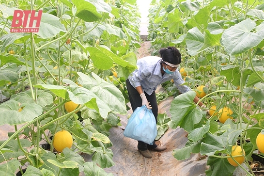 Huyện Thọ Xuân phát triển nông sản trở thành hàng hóa theo chuỗi giá trị