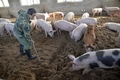 Công điện khẩn về việc triển khai đồng bộ các giải pháp cấp bách khống chế bệnh Dịch tả lợn Châu Phi