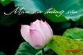 Hoa phong lan khoe sắc đón Xuân