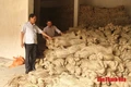 Độc đáo những sản phẩm mỹ nghệ làm từ cói, bèo tây