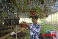 Bảo tồn, phát triển nguồn gen của 3 loài lan quý hiếm khu vực Bắc Trung Bộ